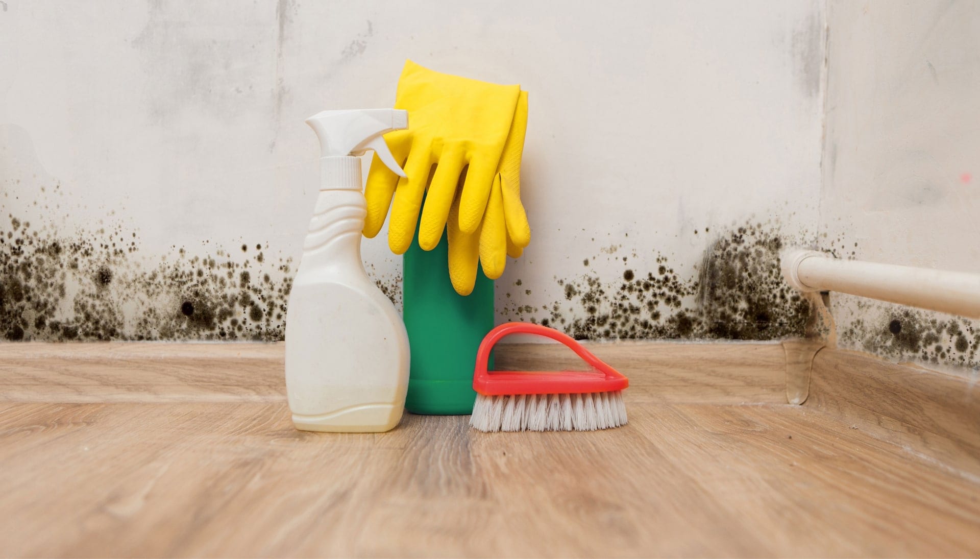 Know About Mold Removal In Virginia Beach